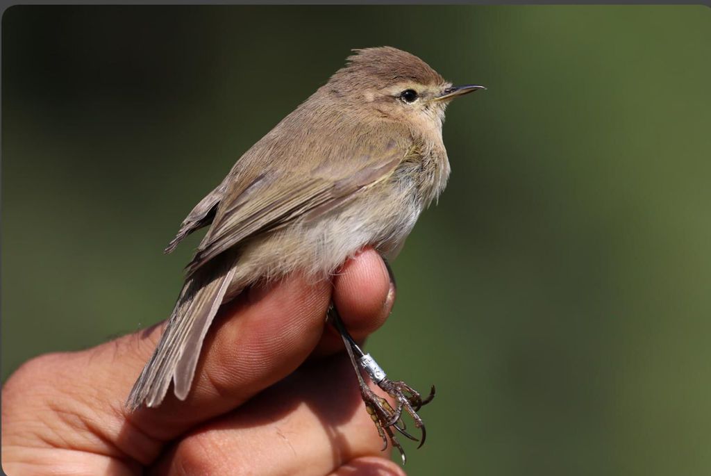 עלווית קווקזית--10/11/2025-פארק הירקון-לירן קניאל